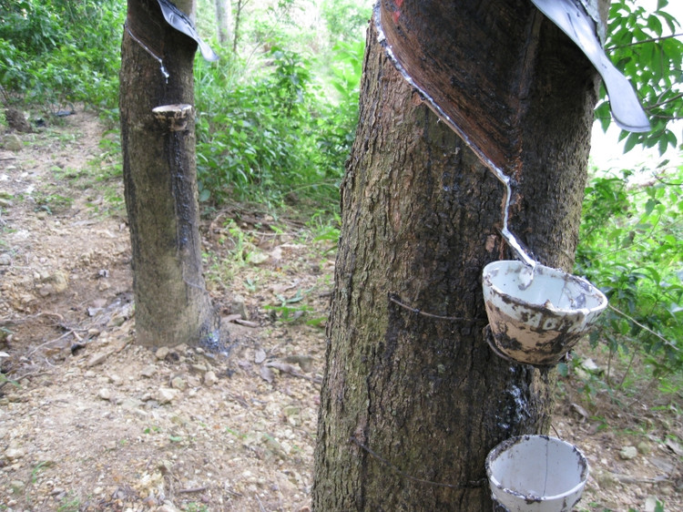 橡膠樹(題圖) - 冬冬陽 - 一束陽光的博客